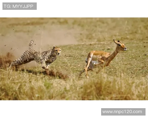 美洲狮与老虎大学的精彩对决探秘猎豹之王的校园传奇 美洲狮与老虎大学的精彩对决探秘猎豹之王的校园传奇